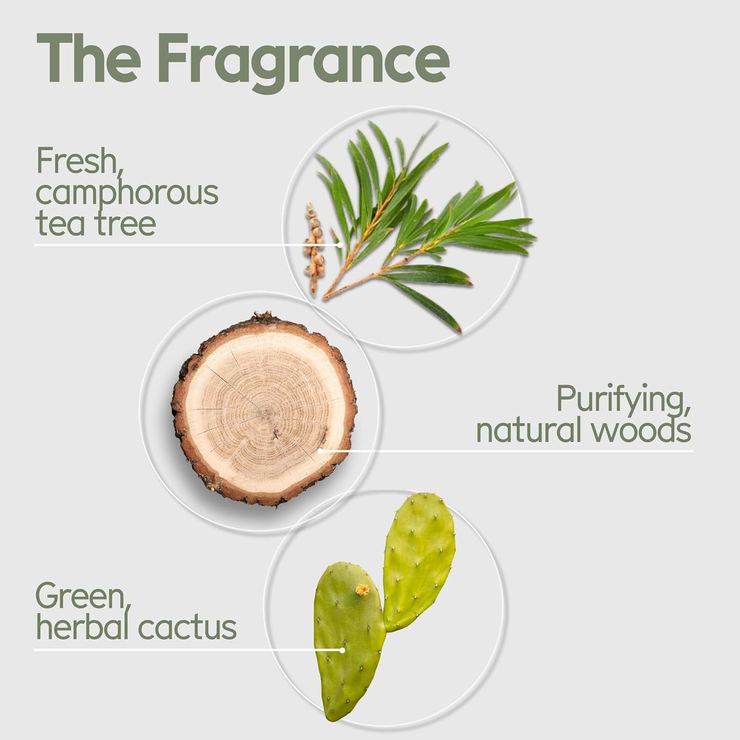 Arista Anti-Dandruff Shampoo Bar | Sulfate-Free, with Leaf Powder, Arnica & Tea Tree | Vegan Solid Shampoo Bar