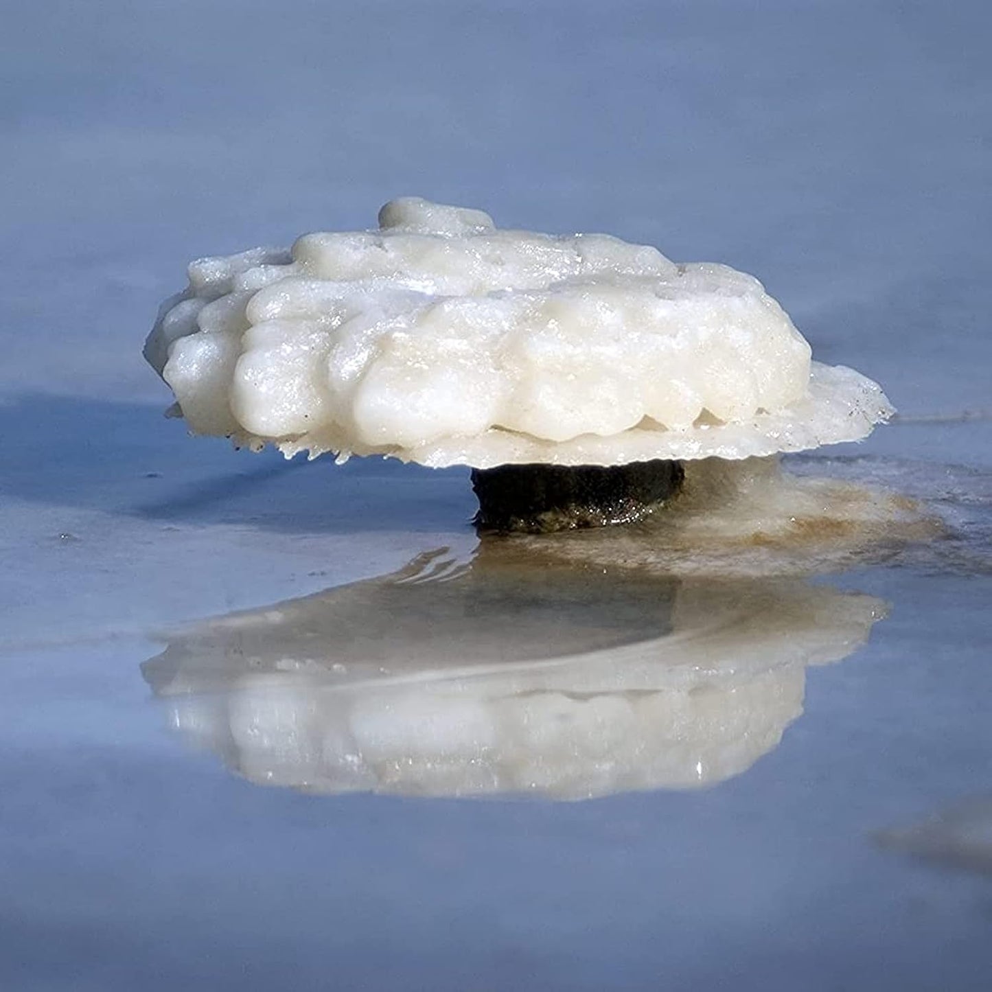 Dead Sea Magnesium Flakes Bath Salts | Premium Magnesium Supplement Bath Salts (10 Pound)